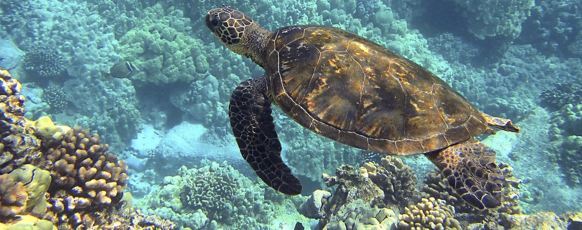 where to see Sea turtles in the virgin islands